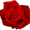 calisnativerose
